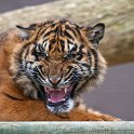 slides/IMG_1692.jpg wildlife, feline, big cat, cat, predator, fur, tiger, cub, sumatran, eye WBCW59 - Sumatran Tiger Cub